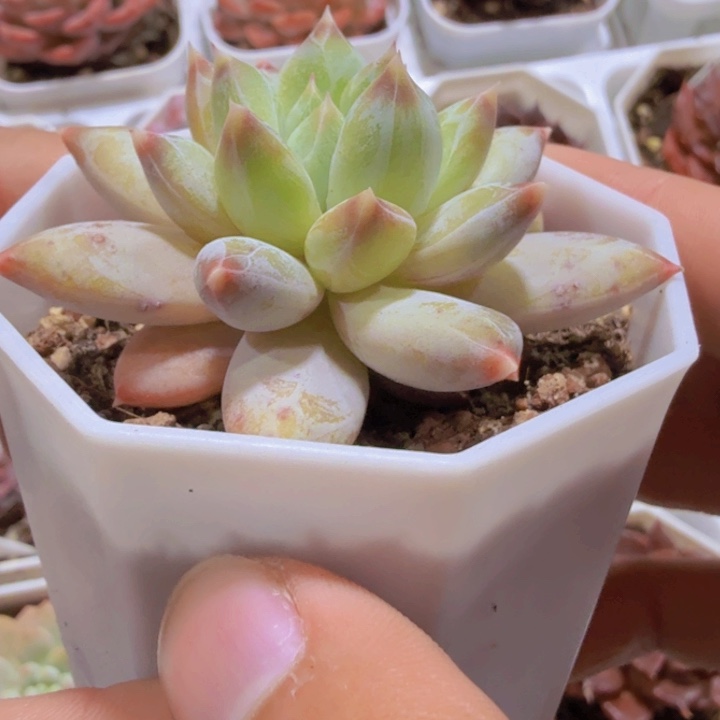 幻影美人八角盆一颗