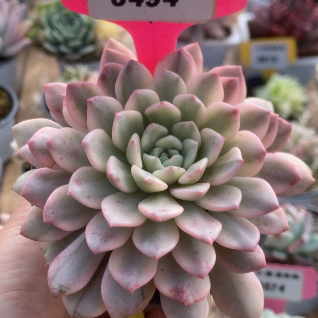 开**?494红宝石锦锦锦锦锦锦