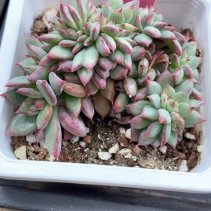 多肉植物缀化938多肉