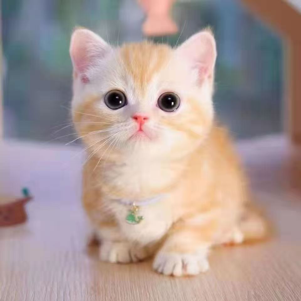 品种猫猫性格好可爱亲人（包邮到家）