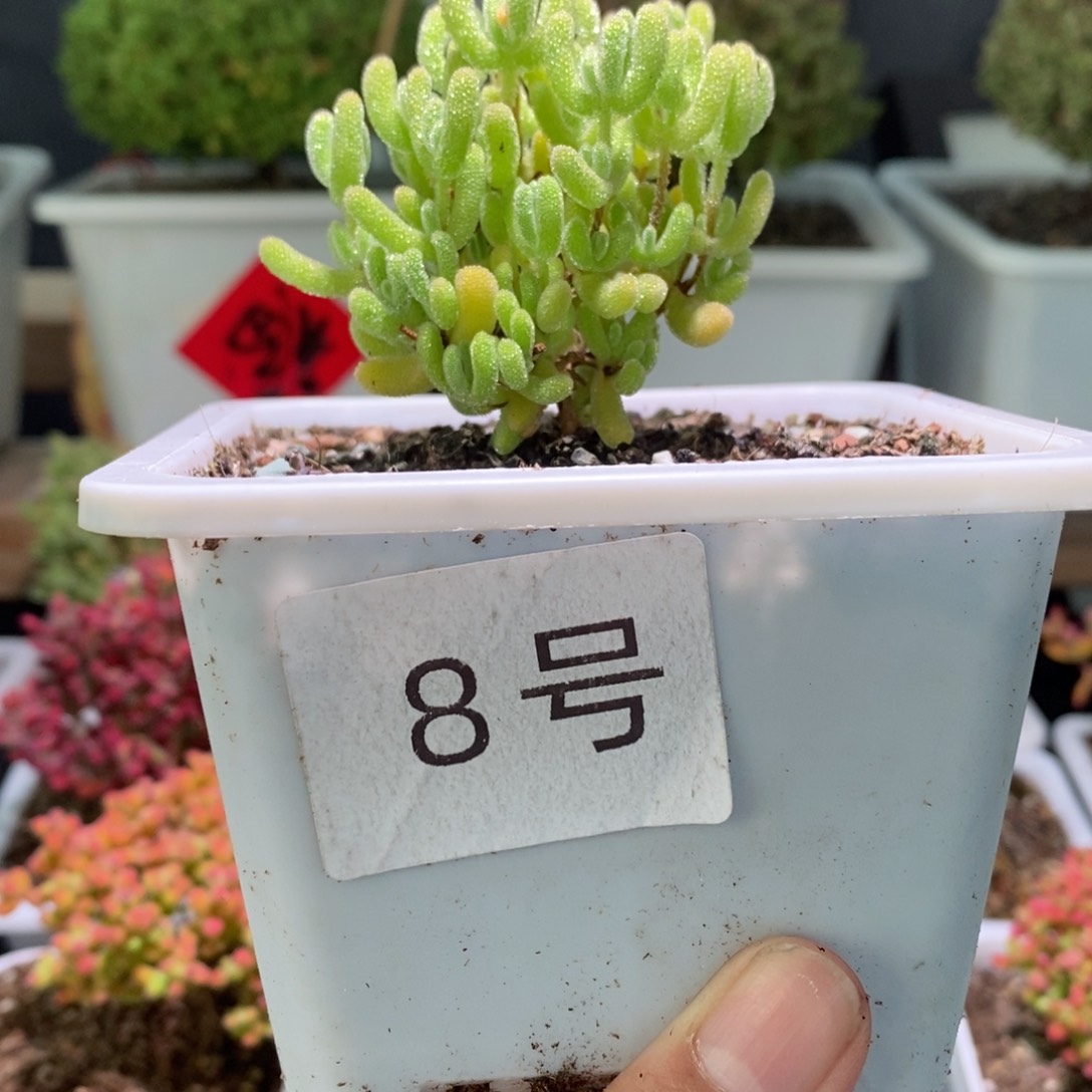 冰晶带盆土发货一物一拍