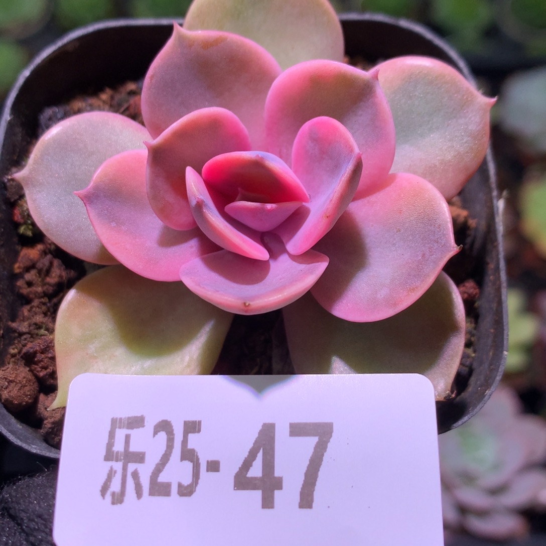 乐然25-47 彩虹单头 