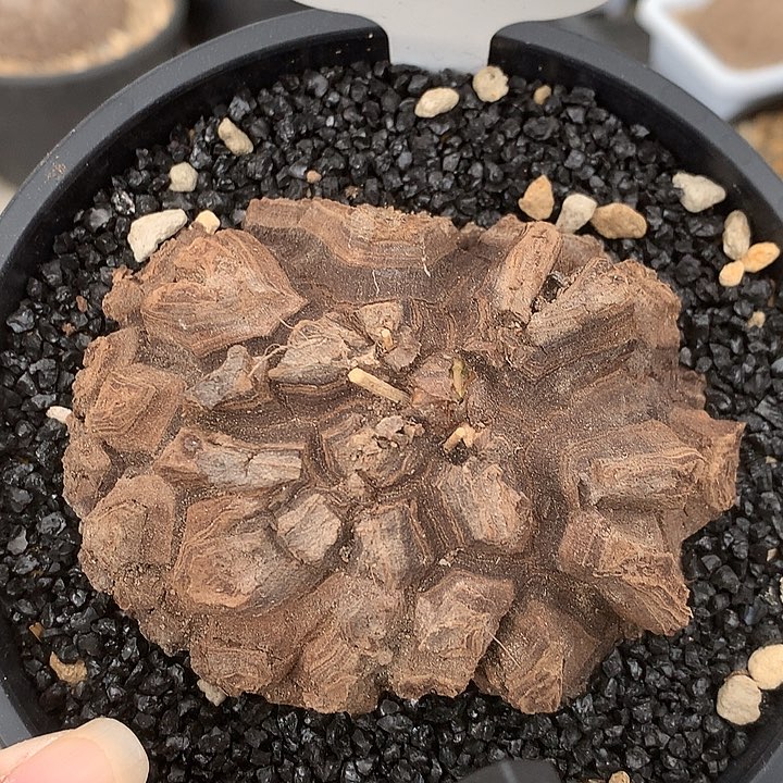 381墨龟9公分11222222223333