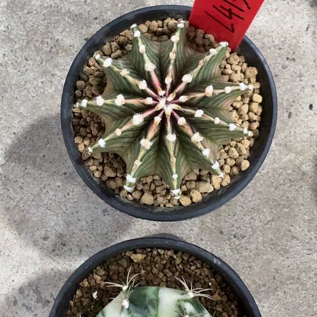 L***nL413-1114广东发货 睫毛肋骨