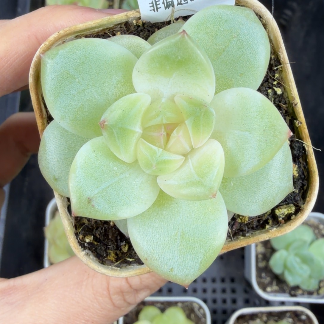****嗷东篱下多肉植物哈哈哈35