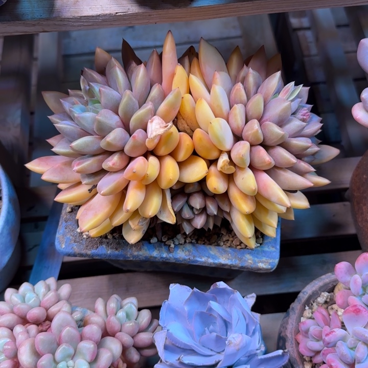 红象牙多肉植物fayajujunv