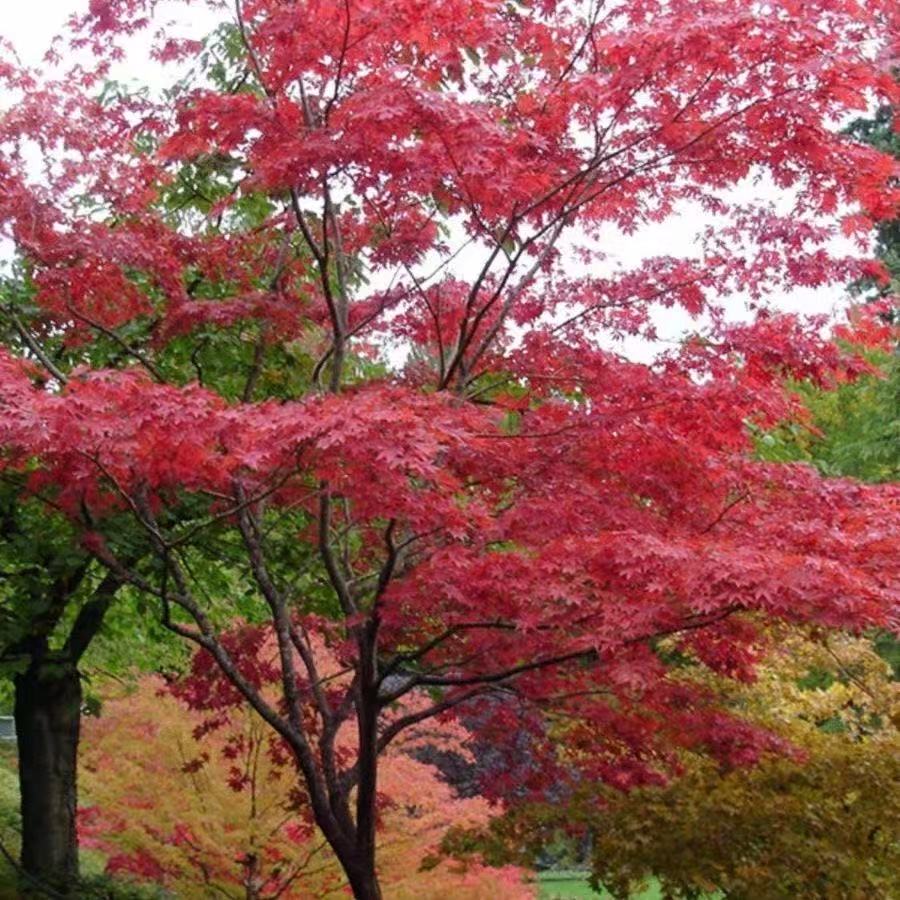 常年红三季红红枫庭院绿化枫树易活红的时间长室内室外盆栽造型树