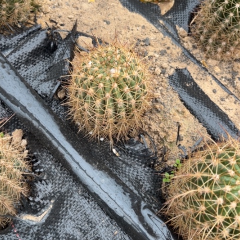 清清707随机微瑕20