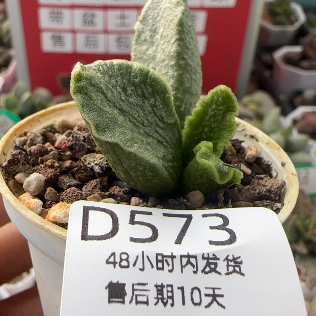 龙葵。      573。    