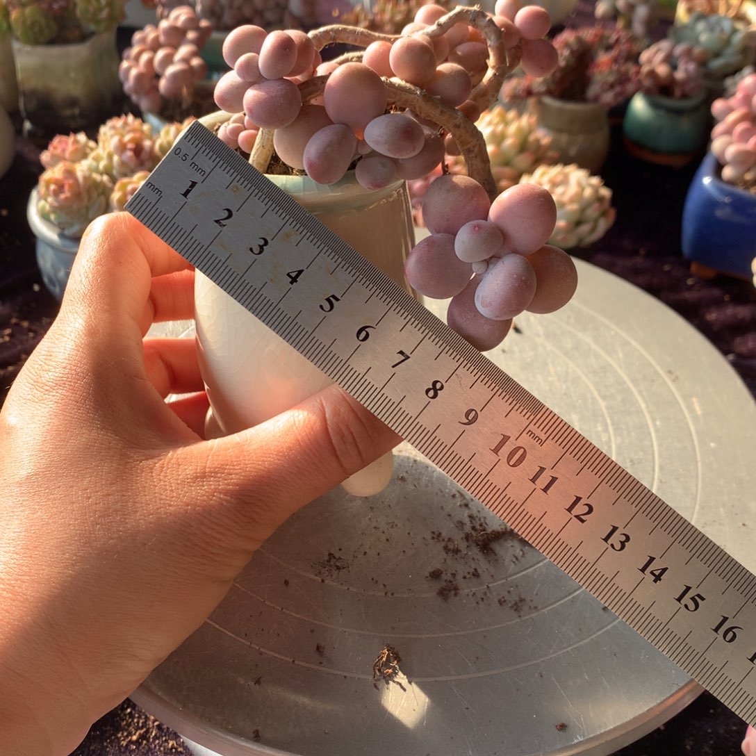 50号带盆偏远地区不包邮的