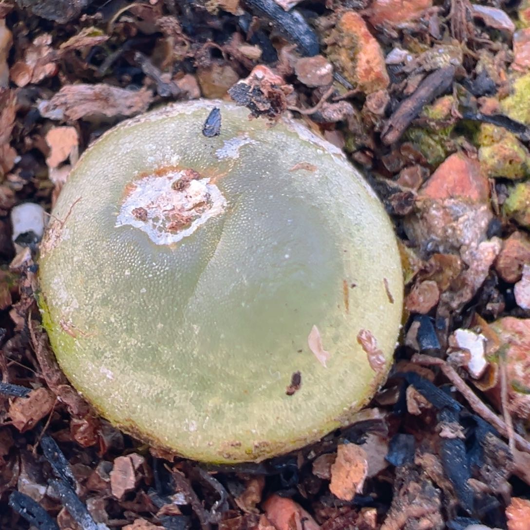 23多肉植物百科知识