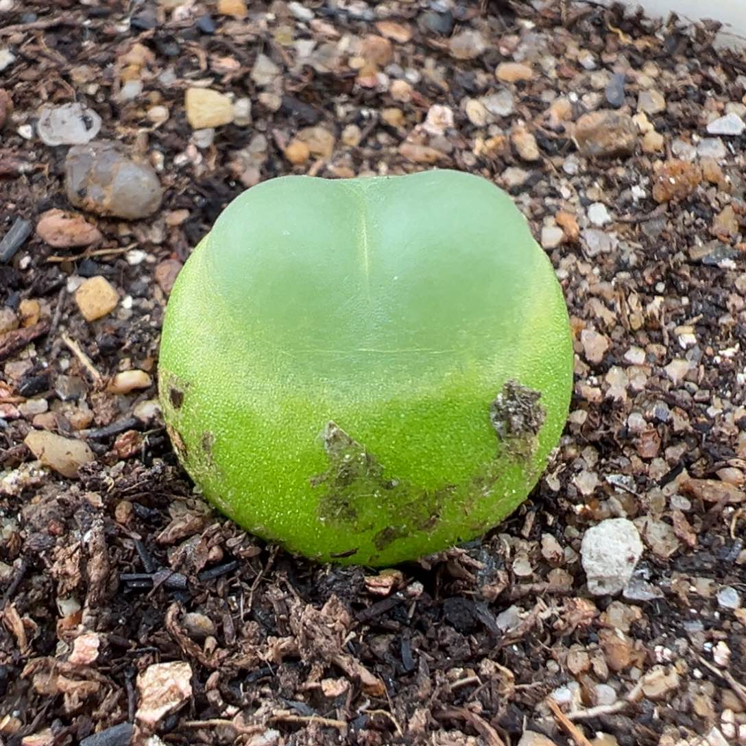 1.17好看的多肉323