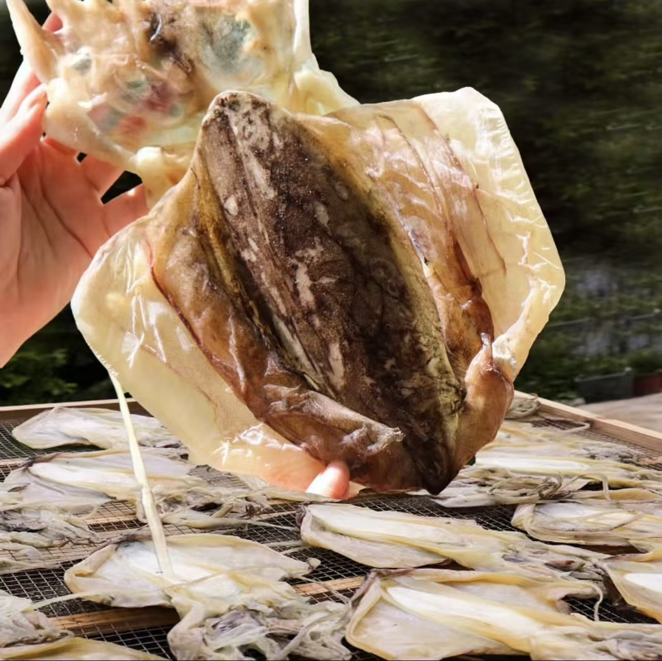 福建东山渔民当季吊晒精品大墨鱼干约2-4只/斤