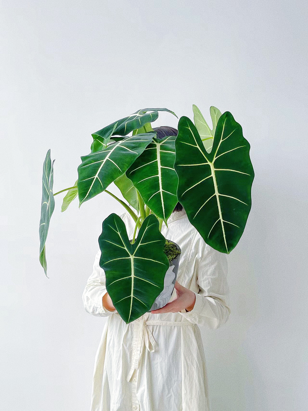 绿天鹅绒海芋净化空气彩叶芋绿植盆栽吸甲醛室内外植物观叶好养