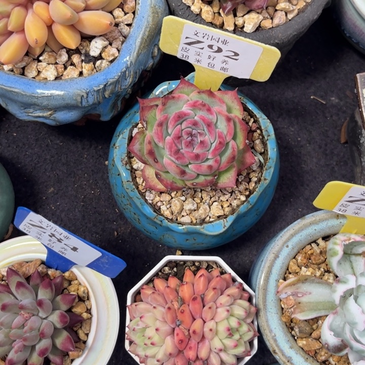 陌**开多肉植物1111111