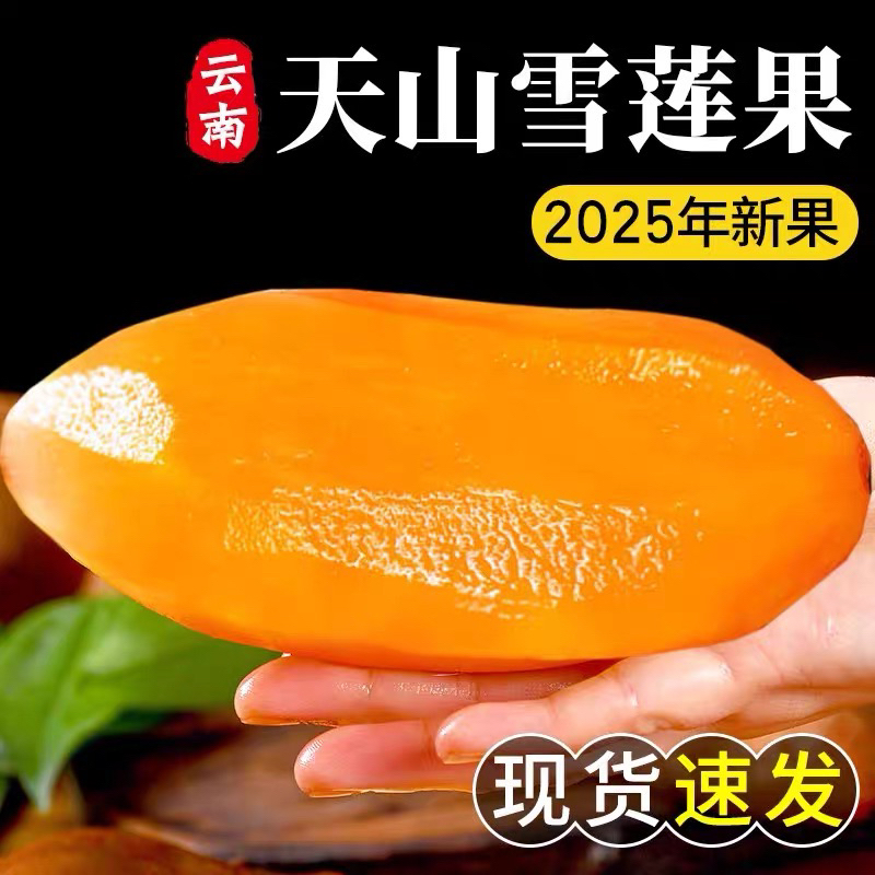 【产地现发】云南雪莲果当季新鲜水果脆甜多汁现挖现发黄肉产地直发