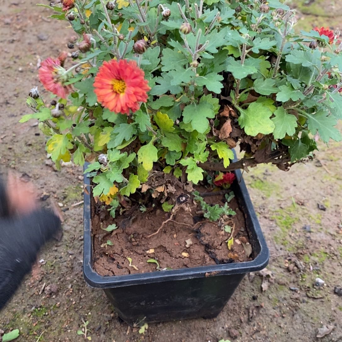 童***工无花朵盆景盆景30