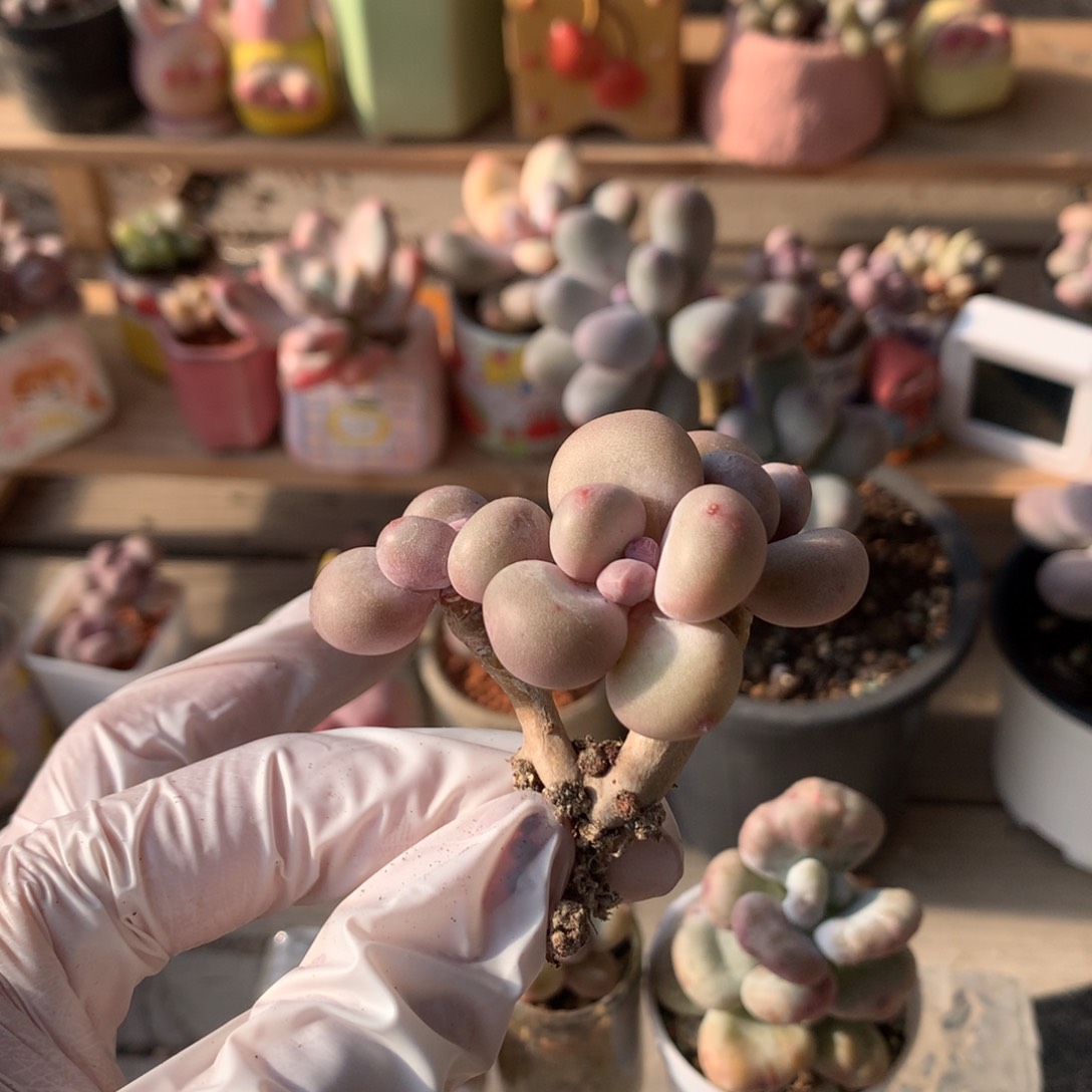 鸡蛋奶酪多肉鸡蛋奶