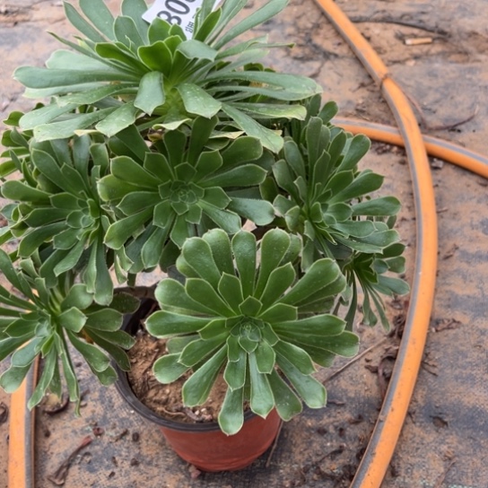 298原始绿不包断枝