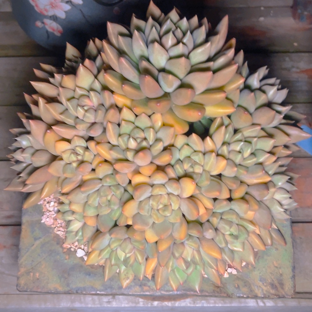 玉****多肉植物保护研究所所长