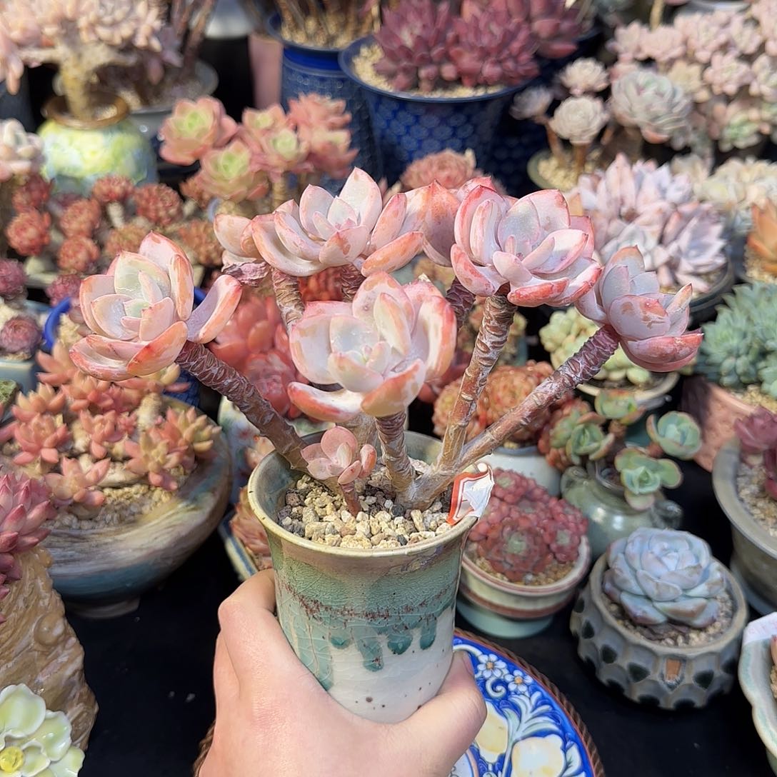 白月光23cm左右带盆土