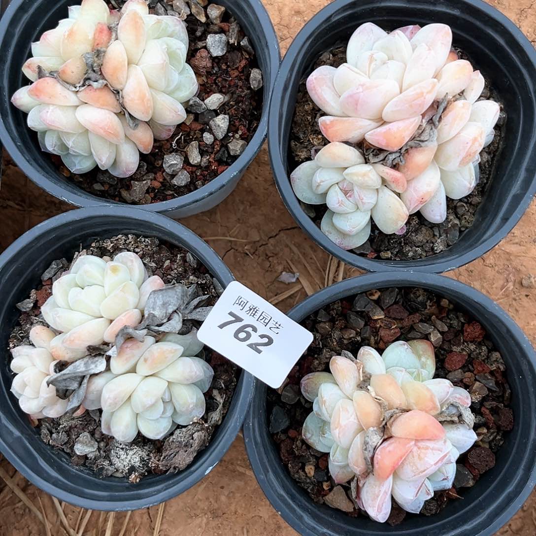 阿雅园艺。       762