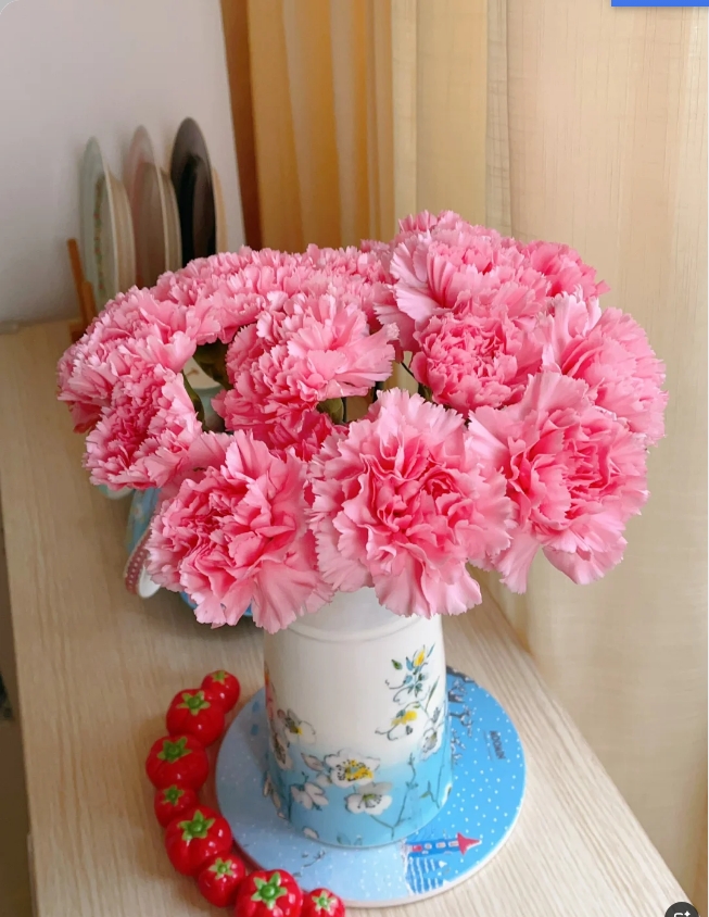 粉色康乃馨15枝 发17-20（ 其中5枝短小断不赔付）介意勿拍+营养剂