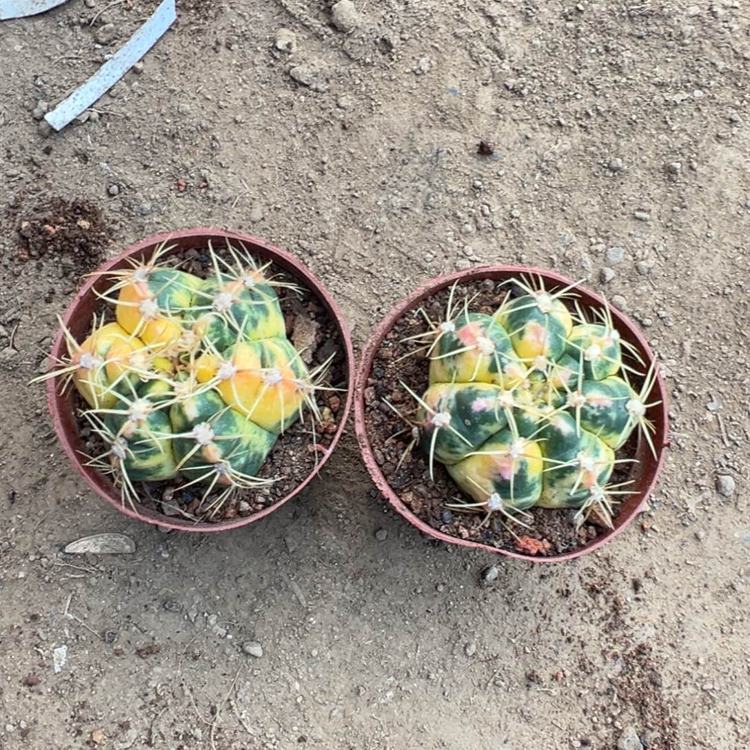 猫***六零零落落 零零落落