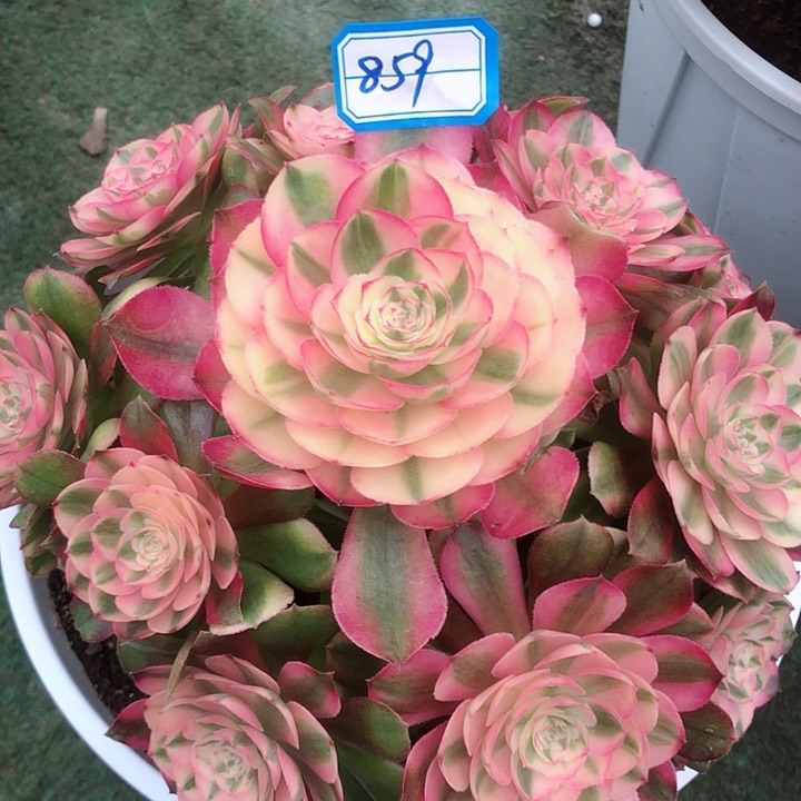 859倾城多肉法师