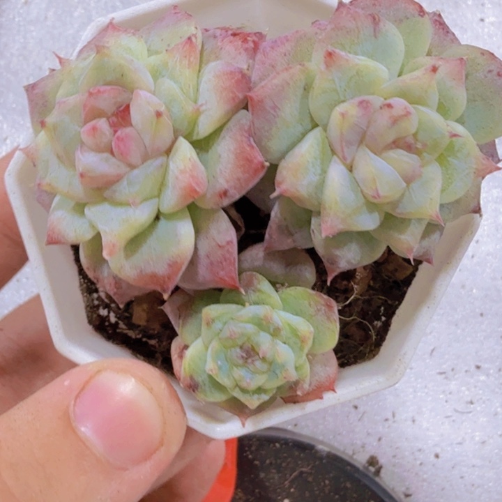 红钻石化一颗福利