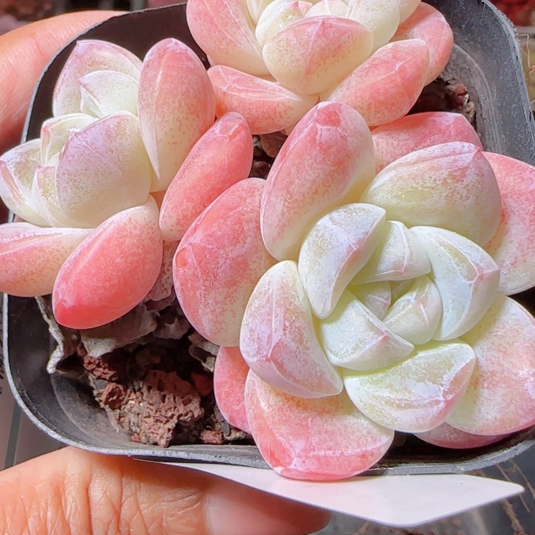 大***耳花语多肉1206-84冰玉