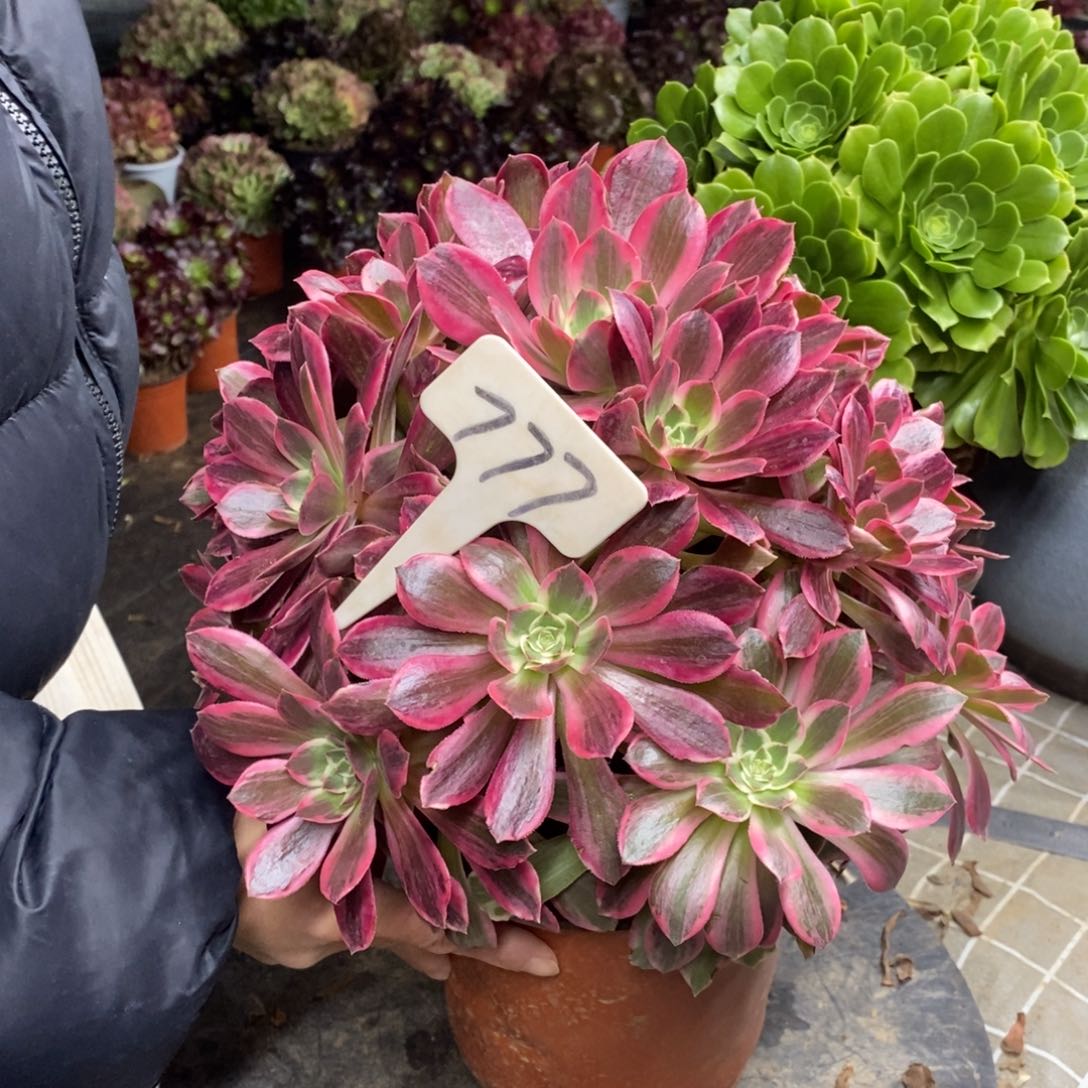 红陶777浣纱一物一拍