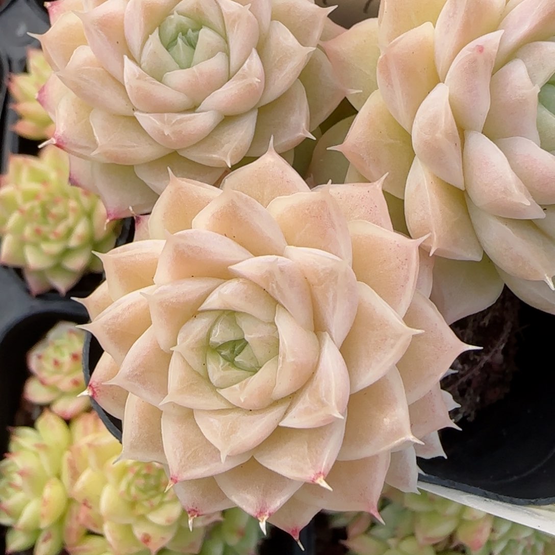 花语逸境0210-572散