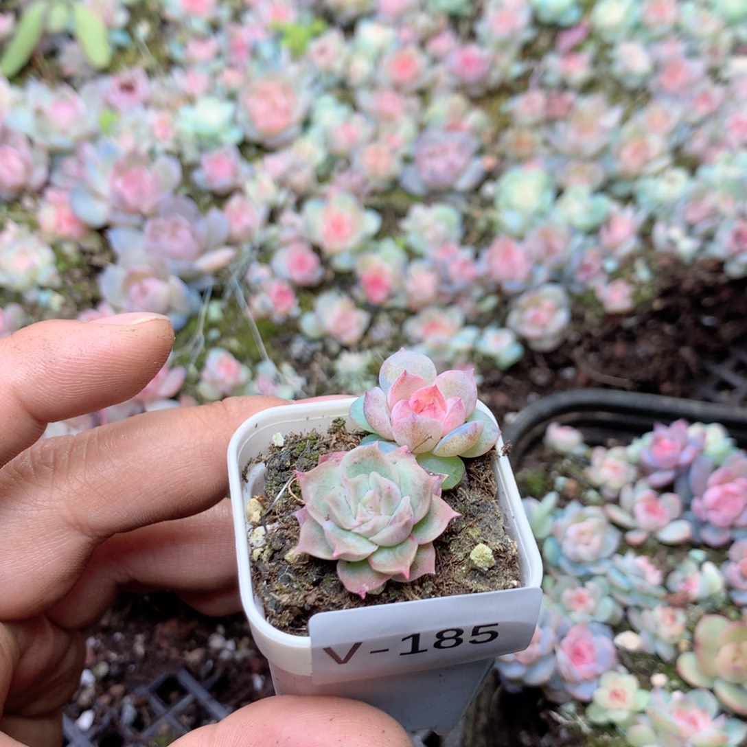 我***八无花朵V185一英语英语