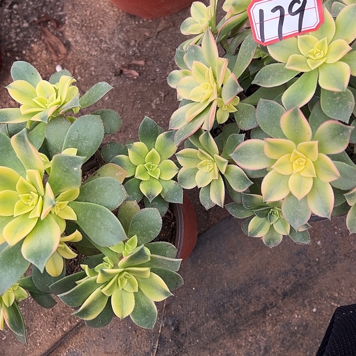 多肉植物179不售后