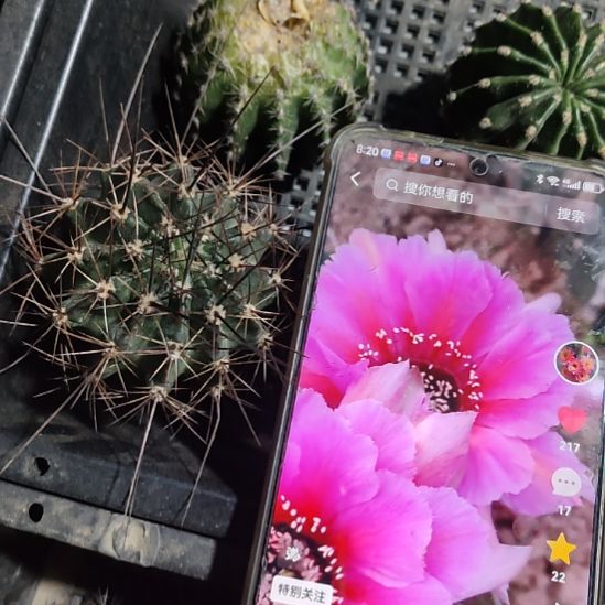 仙人球大花黑喉侧芽