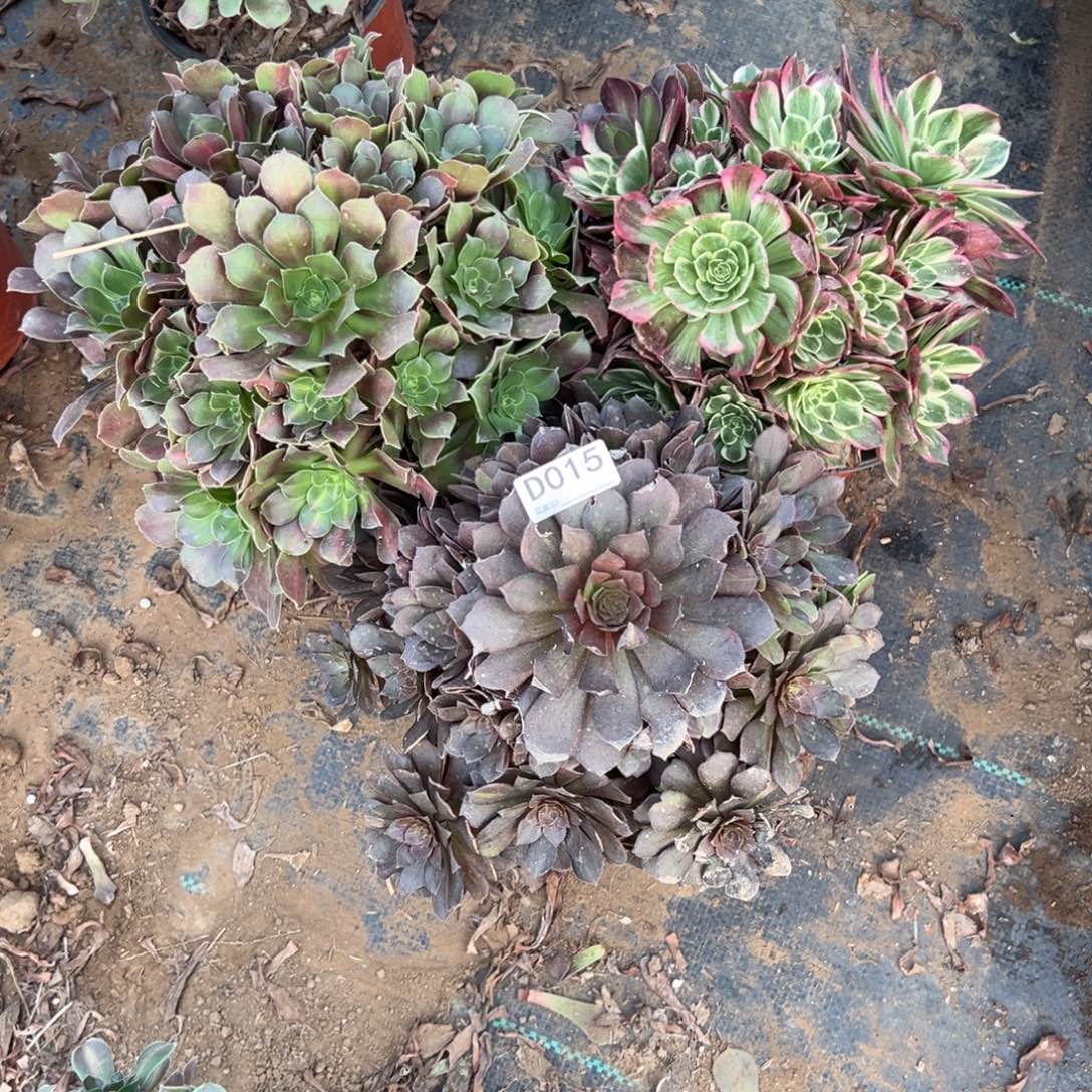 015三颗组合多肉植物