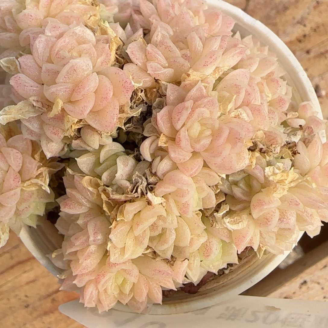 花语逸境0223-210散