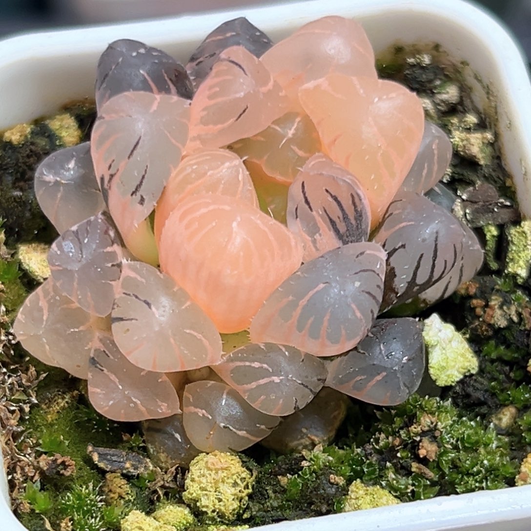 恭喜发财大吉大利551