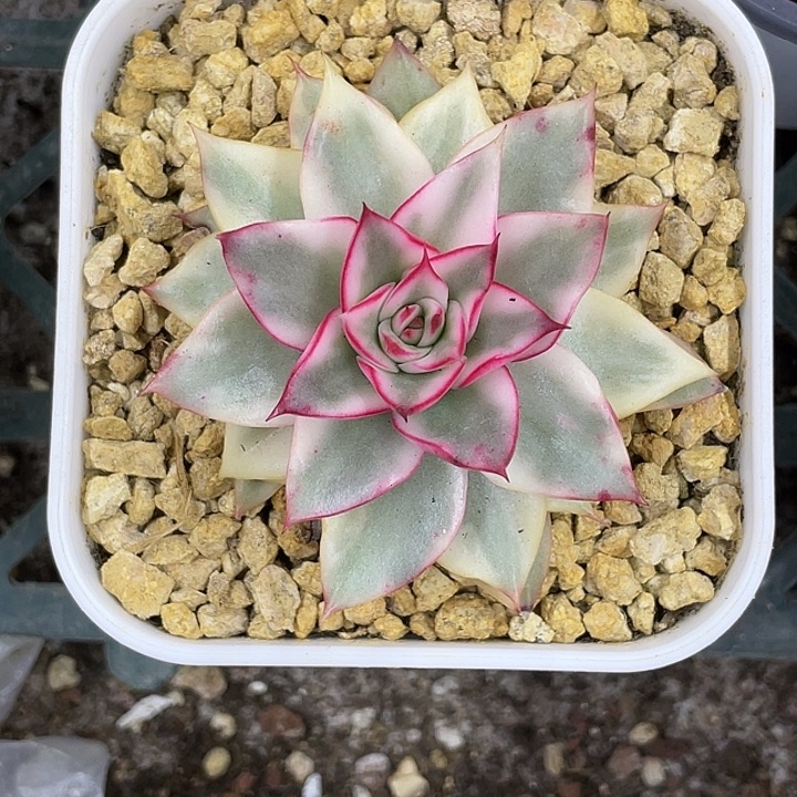 吉赛尔锦一物一拍锦龙