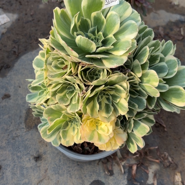 778迈巴赫不包断头