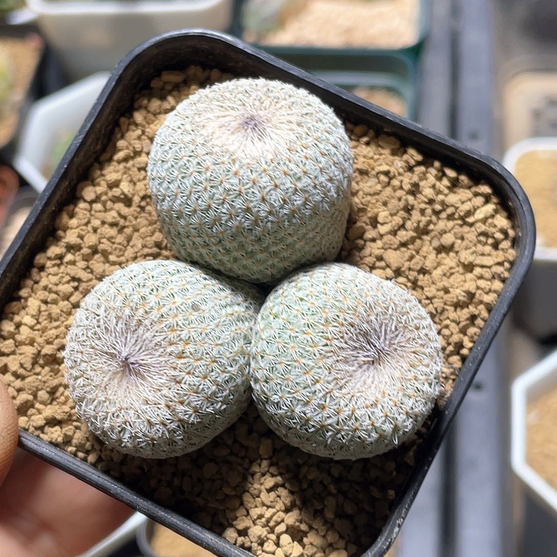 哈**了哈哈 致远多肉植物