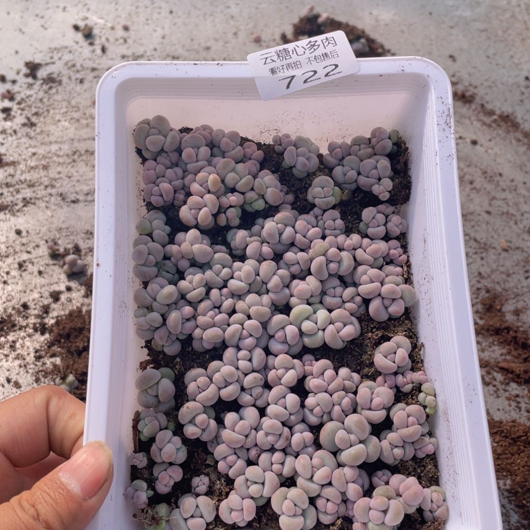 云糖心多肉植物722