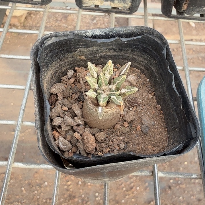 3***2实生黑牡丹2仙人球