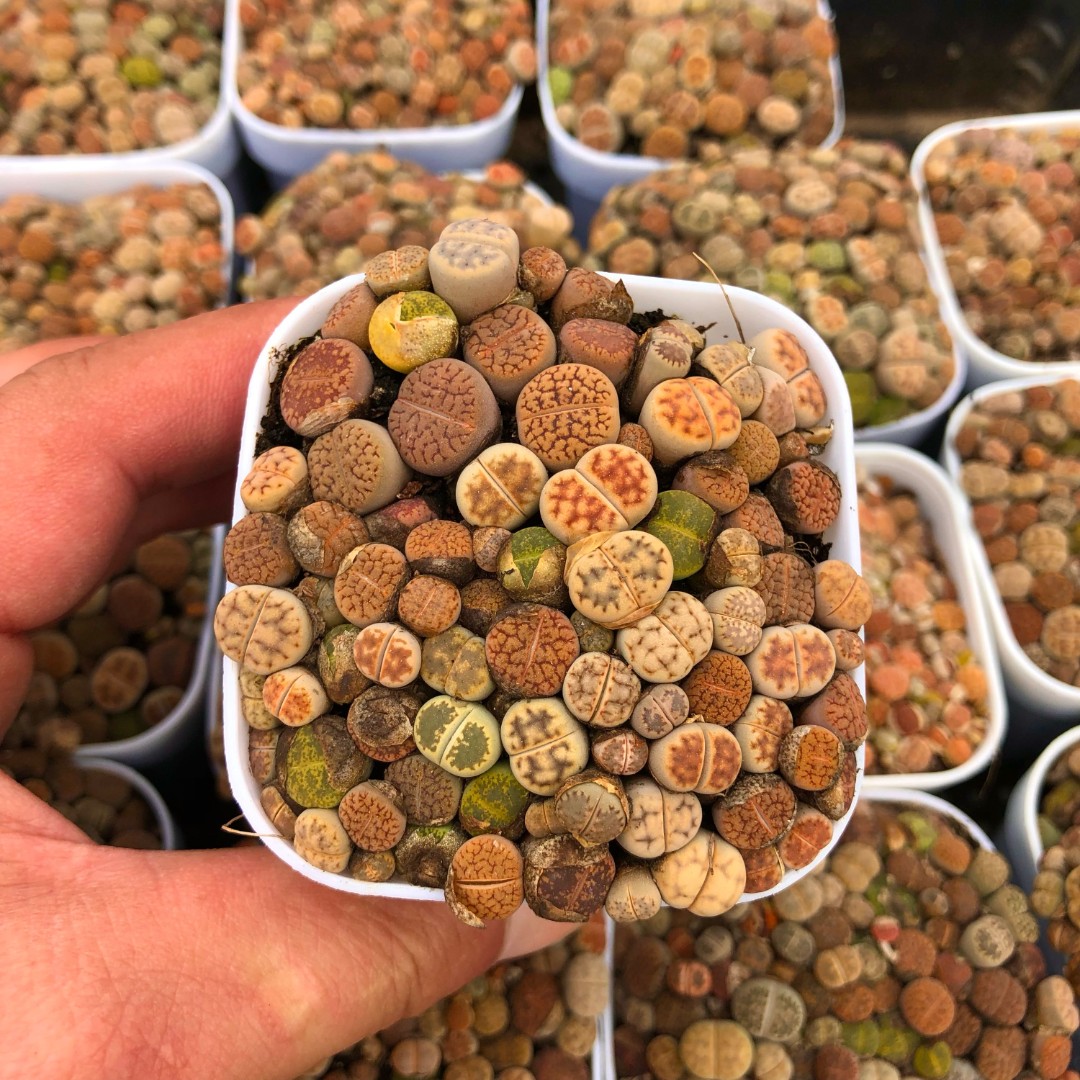 生石花多肉植物满 8.8 元包邮