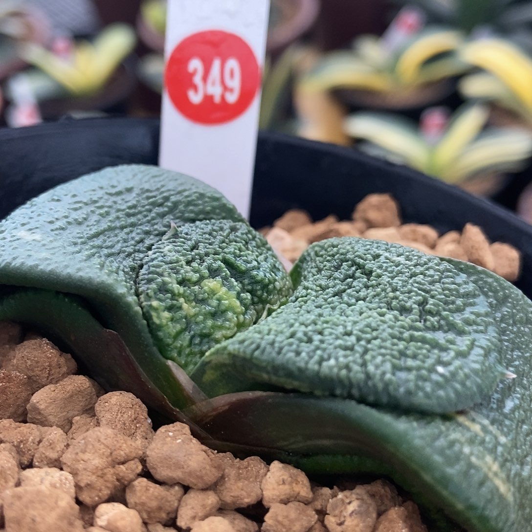 349卧牛实生锦带盆发货
