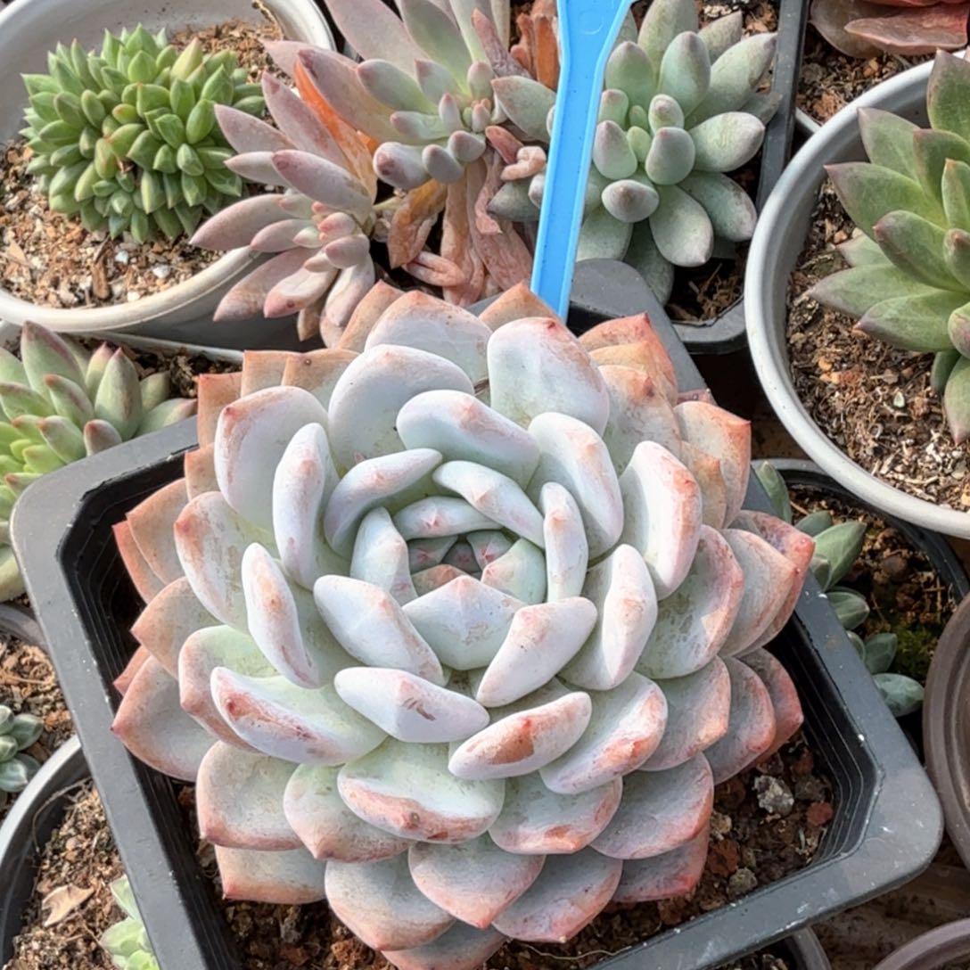 橙子多肉植物037.