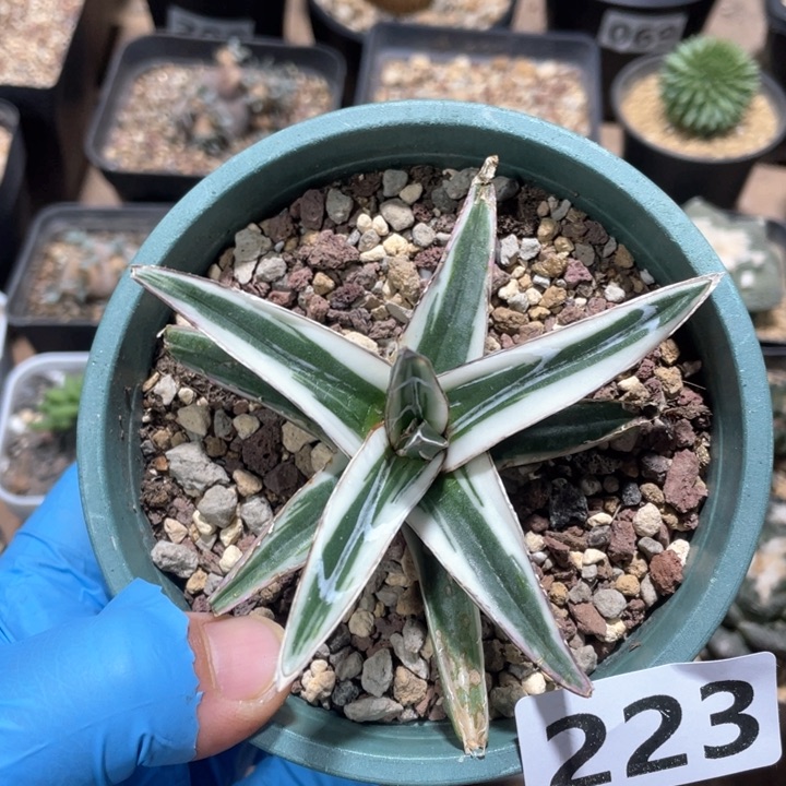 223冰山龙舌兰植物