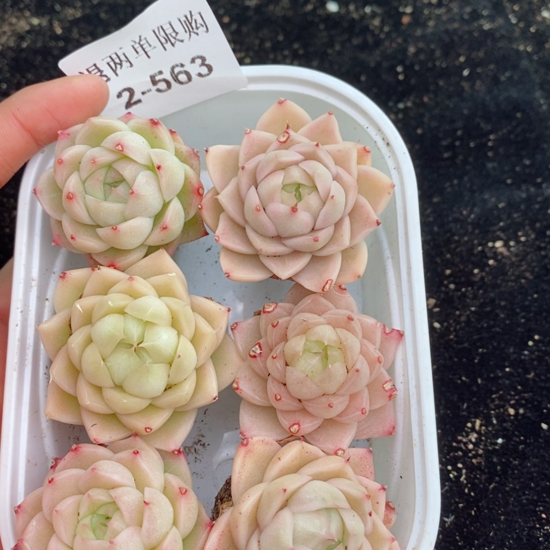 w***72-563 新疆西藏内蒙不发其他12.8包邮两到三