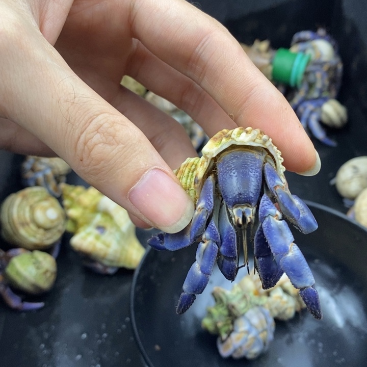 2.5口特价商品紫陆